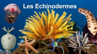 Les Echinodermes [upl. by Domela]