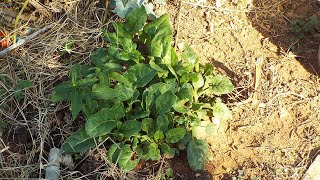 HUGELKULTUR BEDS UPGRADED Update 2  Frugal no cost containment edging and wild flowers [upl. by Sheley814]