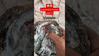 Laminitis horse 🐴 hoof abscesses horseshoeing laminate farrier equestrian [upl. by Adnahsor493]