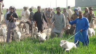 Shakar Hi Shakar in Attock [upl. by Ecienahs852]