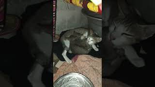 kanna nee thoongada ammukutty solra youtubeshorts cat [upl. by Silirama]