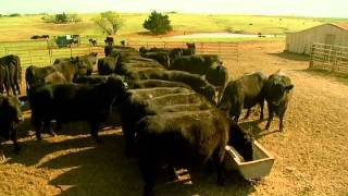 Angus VNR Learning from feedouts [upl. by Brion86]