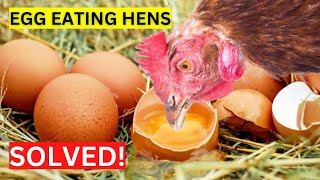 Why do Chickens Eat Their OWN EGGS amp PREVENTION Strategies [upl. by Noirda633]