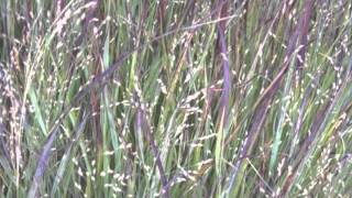 Panicum virgatum Switch grass [upl. by Jessica]