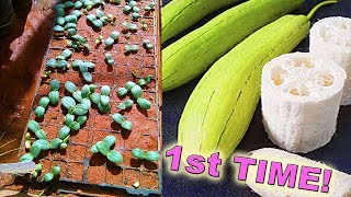 Growing Luffa Sponges From Seed  For the 1st Time [upl. by Solahcin]