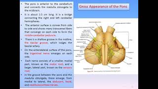 Pons and midbrain practicalanatomy2297 [upl. by Kadner287]