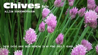 ⟹ CHIVES  Allium schoenoprasum  You have to love chives [upl. by Adilem447]