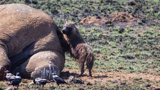 Brown Hyena Feeding On Elephant  Pilanesberg South Africa [upl. by Odraner925]