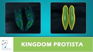 KINGDOM PROTISTA [upl. by Janelle]