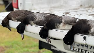 QUICK South Louisiana Diver Hunting  Our Blinds Were COMPLETELY DESTROYED [upl. by Nybor]