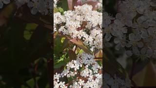 Blooming photinia shrub [upl. by Rolland]