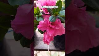 Azalea flower azaleas 😍😍😍flowers shorts ytshorts viralvideo cover [upl. by Aicerg]