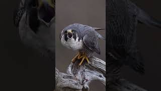 What A Peregrine Falcon Sounds Like When An Intruder Passes by shorts ytshorts youtubeshorts [upl. by Adnuhsal]