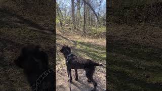 Deer vs Dog stand off draht [upl. by Padraig]