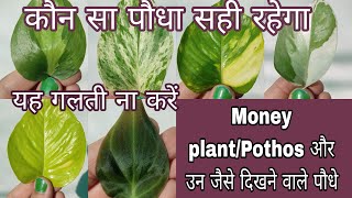 Different types of money plant in IndiaPothos varieties with name and image care of money plant [upl. by Malda730]