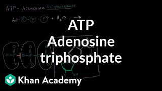 ATP Adenosine triphosphate  Energy and enzymes  Biology  Khan Academy [upl. by Anailuj864]