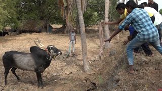 UK Mani Jallikattu bull Quick reaction to whistle sounds [upl. by Ahsitneuq182]