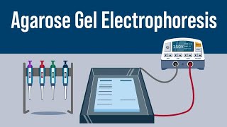 Gel Electrophoresis  Class 12th neet neet2024 biology [upl. by Sorac]