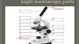 How to properly use a compound light microscope [upl. by Ahsiret695]