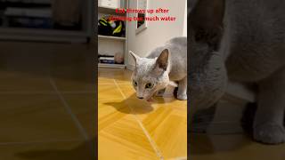 Cat throws up after drinking too much water [upl. by Anerda]