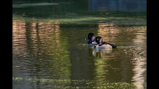 Ring Neck Diver duck [upl. by Toby]