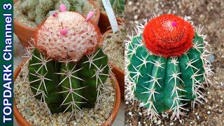 10 Hermosas variedades de Melocactus [upl. by Etana88]