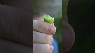 This bizarre fruit is oddly satisfying  Finger Lime [upl. by Erica385]