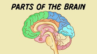 Parts of the Brain [upl. by Hanafee]