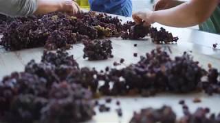 Muffato della Sala  Vendemmia 2018  2018 Harvest [upl. by Fatma]