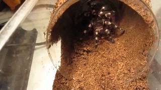 Part 2 of 3 From Beginners To Advanced Tarantula KeepingFeeding [upl. by Haerdna]