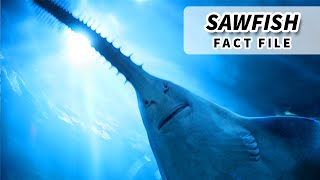 Sawfish Facts ENDANGERED FISH  Animal Fact Files [upl. by Keverian91]