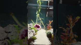 Day 8 Aquascape Tank Update [upl. by Plerre152]