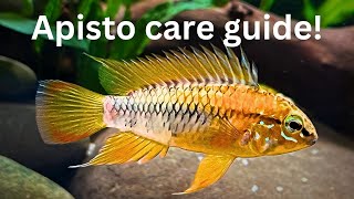 Ultimate Apistogramma Care Guide Setup Behavior and Breeding [upl. by Lavro]