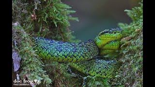 EN BUSCA DE LA LA VIBORA VERDINEGRA BOTHRIECHIS NIGROVIRIDIS EN COSTA RICA [upl. by Nolahp]