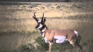 Eastmans Hunting TV  Bowhunting Wyoming Antelope  Outdoor Channel [upl. by Honeyman]