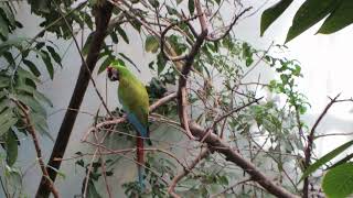 jardin botanique quebec [upl. by Papke399]