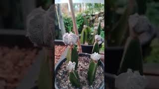 Grafted astrophytum myriostigma [upl. by Pallua]