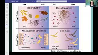 Mycorrhizal Fungi in Northeastern Forest [upl. by Ettenowtna]