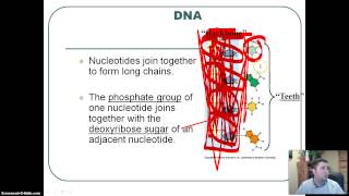 DNA Structure [upl. by Mitman]