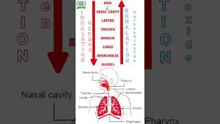 Inhalation and Exhalation Process Respiratory system [upl. by Maleen711]