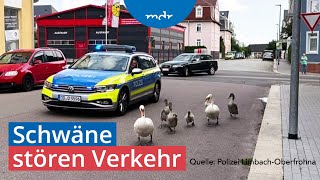 Polizeieinsätze wegen Schwanenfamilie in Sachsen  MDR um 2  MDR [upl. by Bocoj]