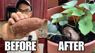 How To Grow Unlimited Sweet Potatoes [upl. by Rehm8]