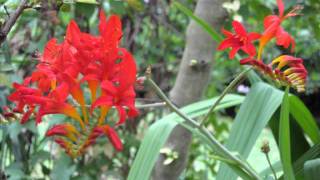 Jardin Retiré BagnolesdelOrne [upl. by Edette]