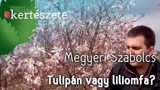 Tulipánfa vagy liliomfa  Megyeri Szabolcs Kertészete [upl. by Friedman]