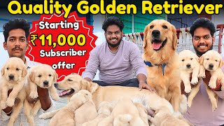 QUALITY GOLDEN RETRIEVER IN CHENNAI⁉️puppy for salepetsgoldenretrieverdogytfarm [upl. by Zach]