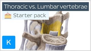 Thoracic vertebrae vs Lumbar vertebrae  Human Anatomy  Kenhub [upl. by Nuahsor]