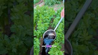 Make you own fertilizer at home garden farming viralvideo smallbales fertilizerprices fyp [upl. by Olifoet]