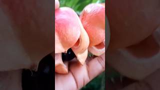 Ackees opening gardening shorts viralvideo food [upl. by Dedie609]