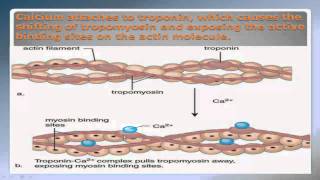 Sliding Filament Theory Part 2 NSCA Certification [upl. by Ronaele]