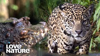 Jaguar vs Caiman A Battle of Predators  Love Nature [upl. by Sculley]